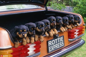 plakat ROTTWEILERS