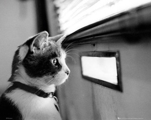 plakat KITTEN - LETTERBOX