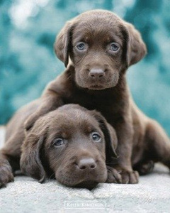 plakat KEITH KIMBERLIN - CHOC LABS