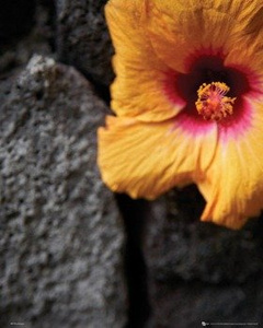 plakat FLOWERS - STONE WALL