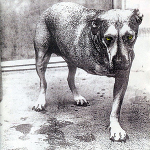 ALICE IN CHAINS : ALICE IN CHAINS (CD)