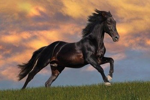 plakat BOB LANGRISH - FANTASY HORSE