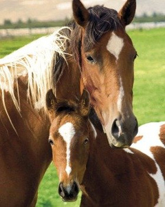 plakat HORSES - MARE AND FOAL