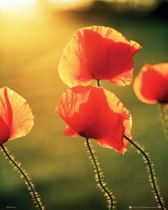 plakat POPPIES - GLOW
