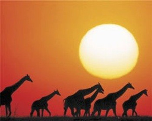 plakat ŻYRAFY ZACHÓD SŁOŃCA - JIRAFAS