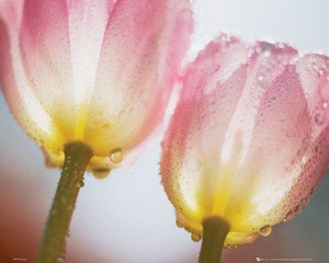 plakat TULIPS - DEW