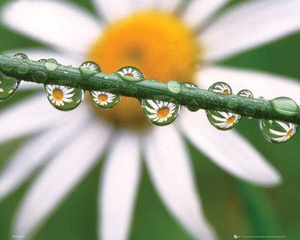 plakat DAISY - DEW