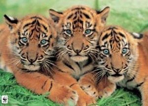plakat TIGER CUBS