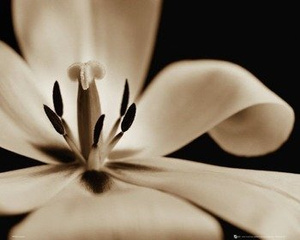 plakat FLOWERS - TULIP