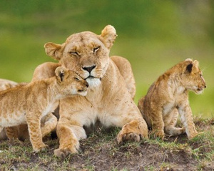 plakat LIONESS - AND CUBS