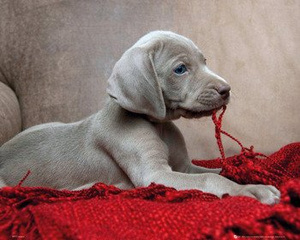plakat PUPPY - RED BLANKET