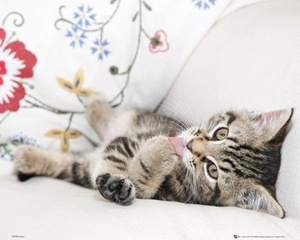 plakat KITTEN - LICKING PAW