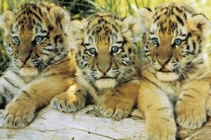 plakat TIGER CUBS