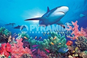 plakat OCEAN LIFE