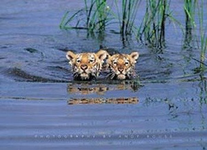 plakat  TIGER CUBS