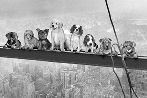 plakat DOGS ON GIRDER