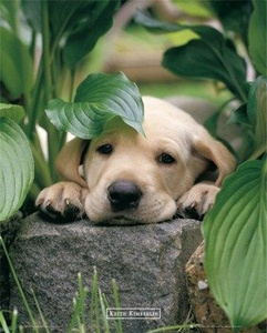 plakat KEITH KIMBERLIN - LEAF