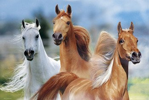 plakat BOB LANGRISH - THREE