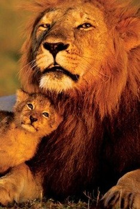 plakat LION AND CUB